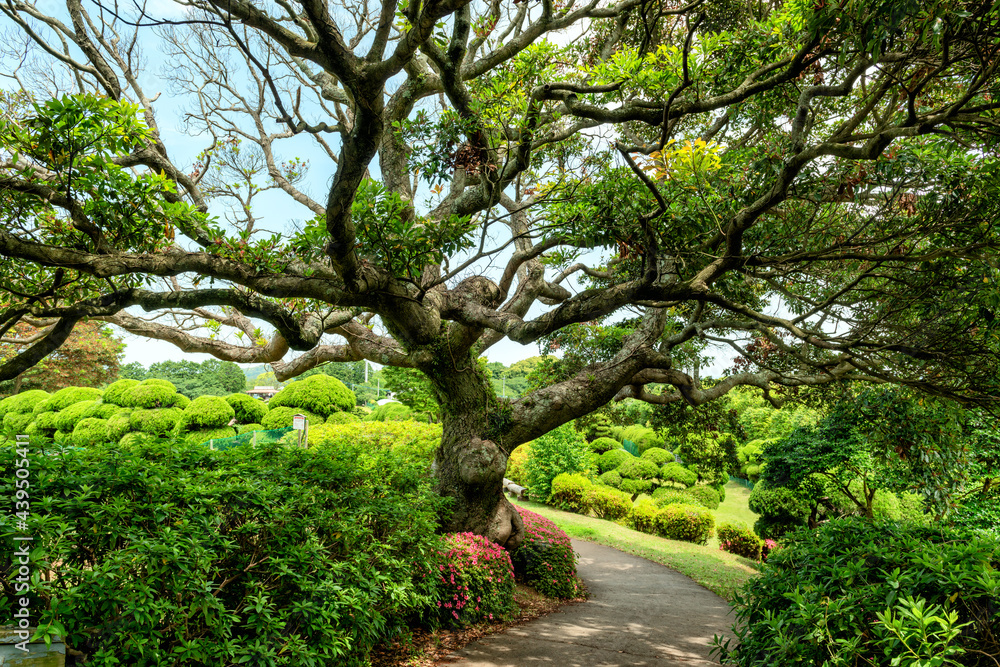 Beautiful old tree in a japanese garden