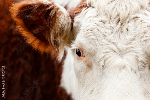 Hereford Cattle