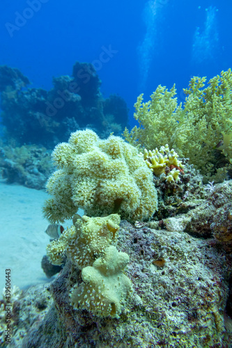Colorful coral reef at the bottom of tropical sea, pulsating xenid coral, underwater landscape