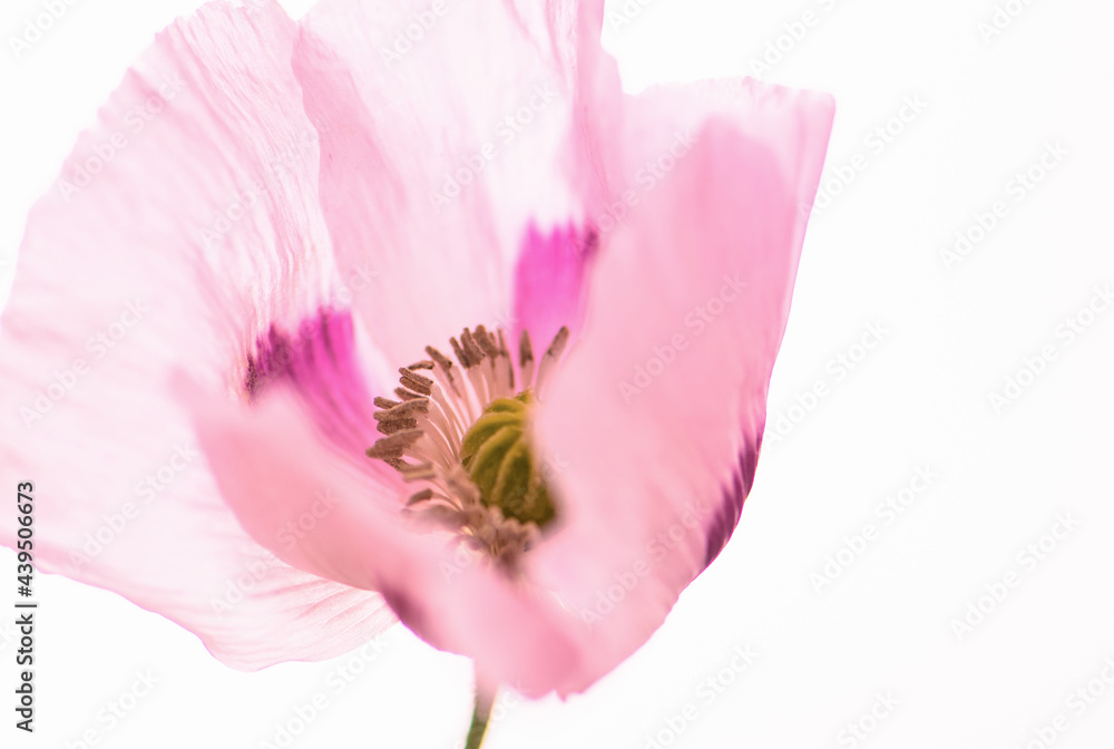 Schlafmohn close up, rosa/Lila Touch Schlafmohn close up, rosa/Lila Touch