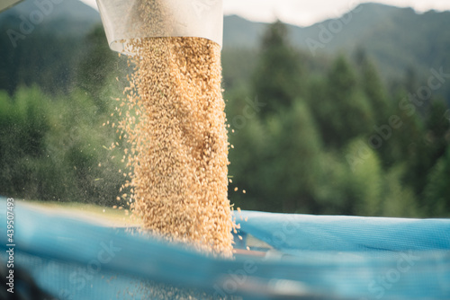 Harvest Japanese Rice With Combine Harvester In Japan photo