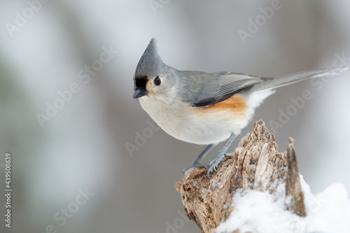 Titmouse photo