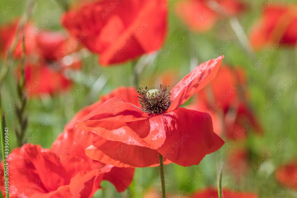 mohn mohn