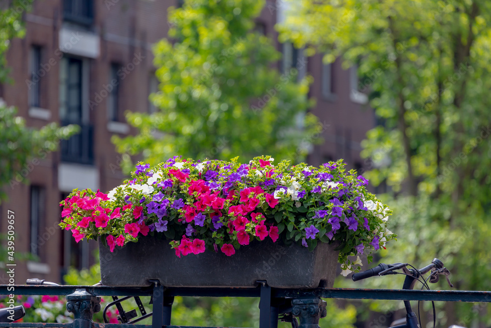 Amsterdam canal bridge, Decoration with a bush of multicolor Petunia flowers on the railing, Beautiful ornamental flowering plants with blurred view of architecture traditional houses as background. Amsterdam canal bridge, Decoration with a bush of multicolor Petunia flowers on the railing, Beautiful ornamental flowering plants with blurred view of architecture traditional houses as background.