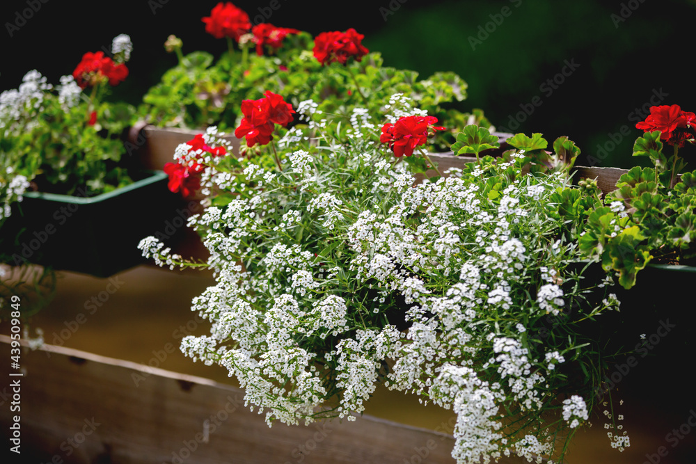 Naklejka premium Pot with red and white flowers on a fence in garden
