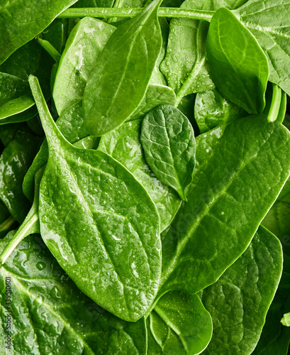 Closeup of fresh baby spinach photo
