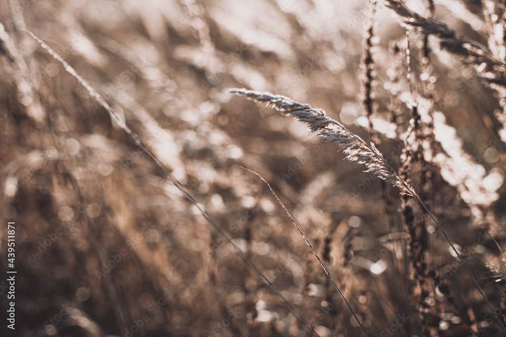 Fototapeta premium Autumn wild grass on a meadow in the rays of the golden hour sun. Seasonal romantic artistic vintage autumn field landscape wildlife background with morning sunlight