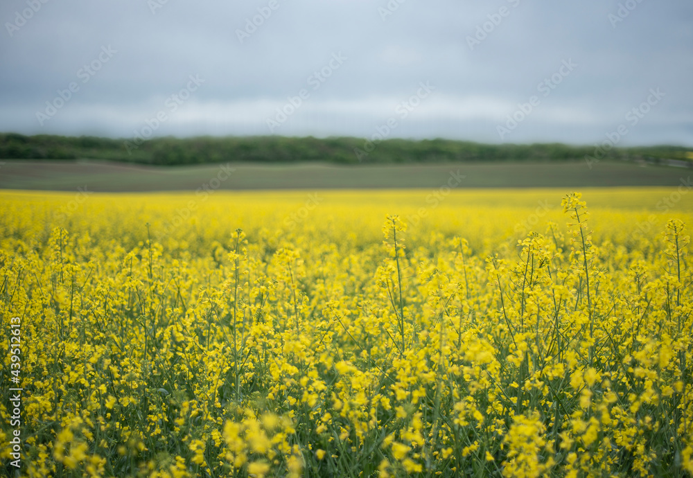 Yellow rapeseed flowers on field
