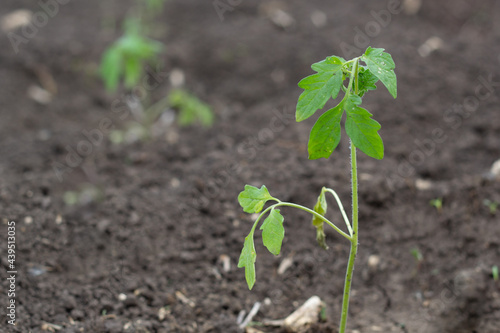 Young tomato seedlings with symptoms of a viral disease. Landing in the ground. Rooting seedlings.