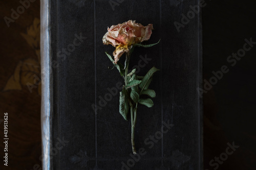 Dried rose on old book cover photo