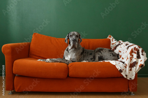Huge dog resting on couch at home