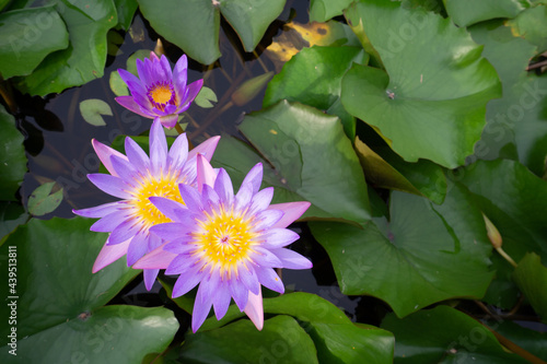 Beautiful Thai lotus( Waterlily)