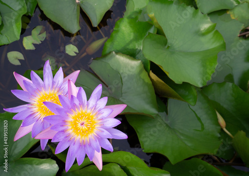 Beautiful Thai lotus( Waterlily)