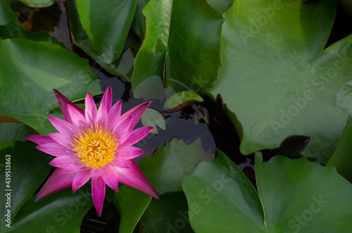 Beautiful Thai lotus( Waterlily)
