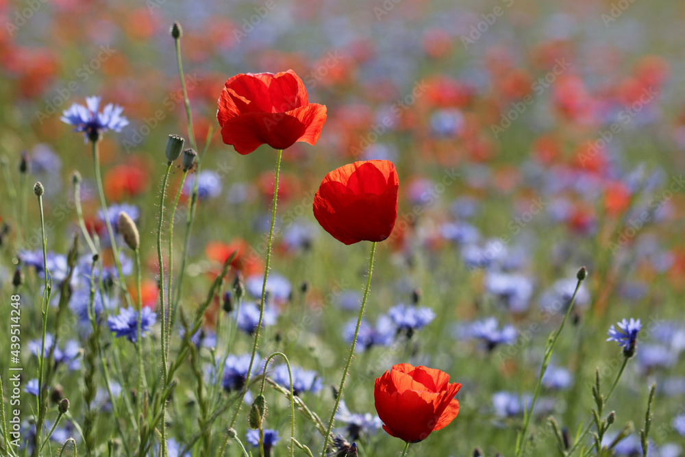 Obraz premium roter Klatschmohn zwischen blauen Kornblumen