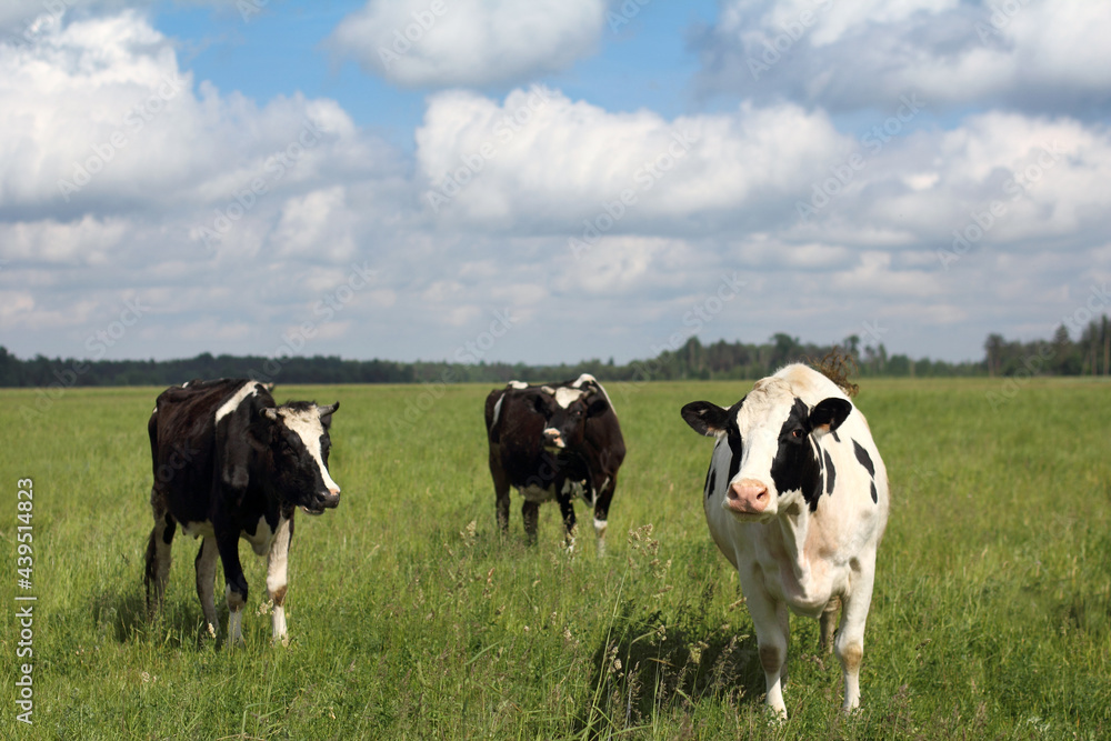 three cows grazes on a green meadow against a background and sky with clouds. summer ecological pasture three cows grazes on a green meadow against a background and sky with clouds. summer ecological pasture
