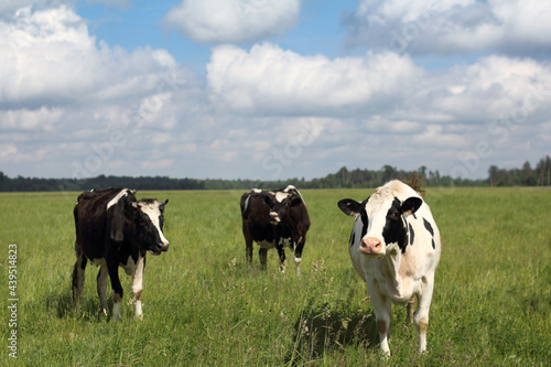 three cows grazes on a green meadow against a background and sky with clouds. summer ecological pasture