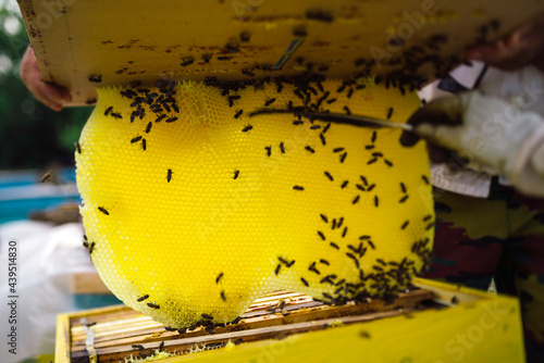 Bekeeper removing bees from comb photo