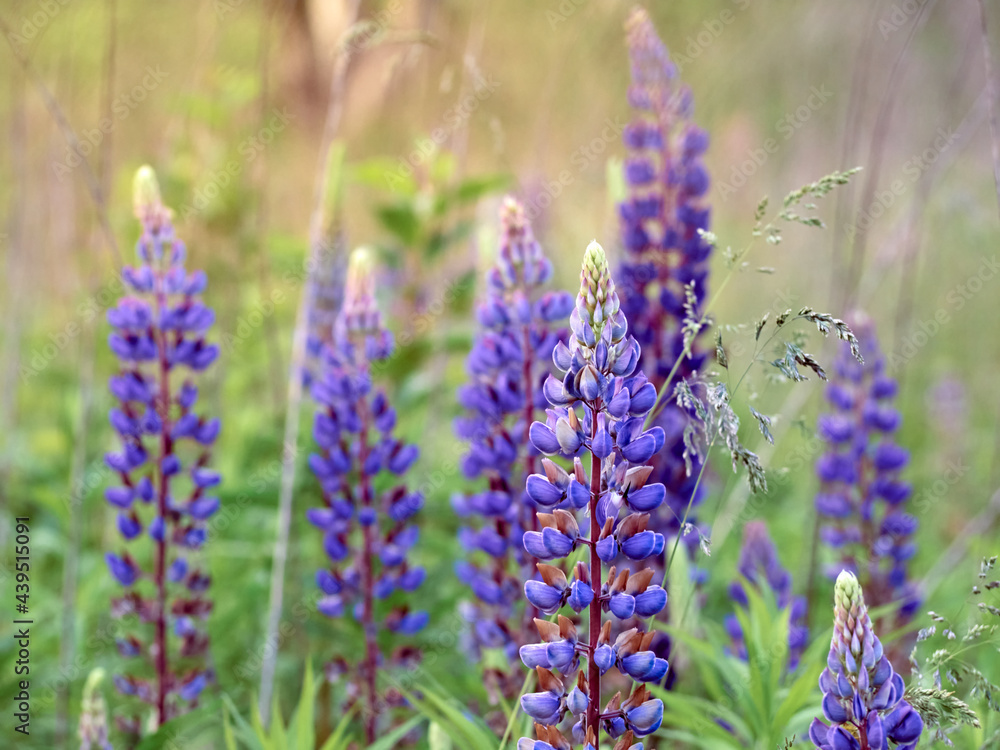 Lupin flowers blooms in the field. Lupin flowers blooms in the field.