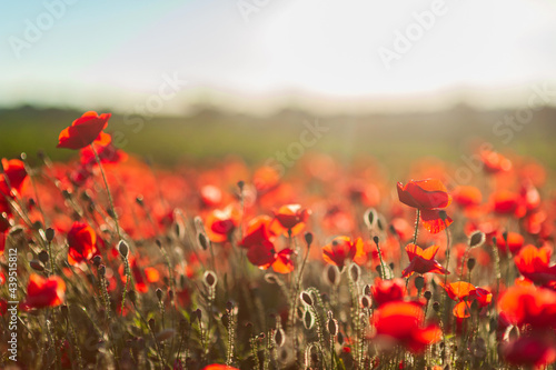 The southern sun illuminates the fields of red garden poppies. The concept of rural and recreational tourism. Poppy fields at golden hour © sun_house_ann