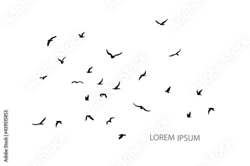 A flock of flying silhouette birds. Black on white background. © lulya
