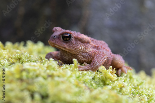Juvenile common toad in its variety of reddish hue