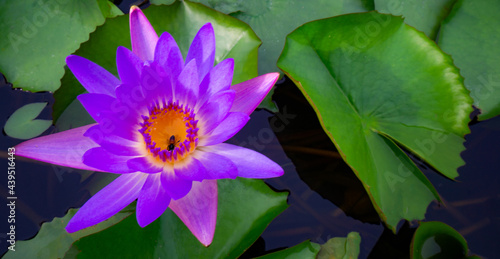 Close-up beautiful blue waterlily