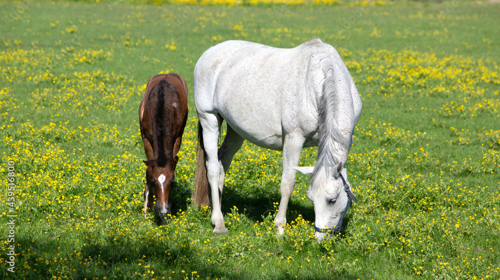 Obraz premium white horse and foal graze in summer meadow with yellow flowers
