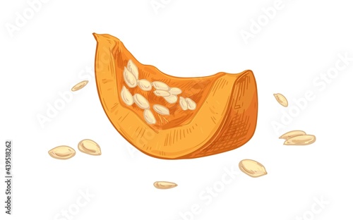 Piece of fresh ripe pumpkin with scattered seeds. Cut part of raw autumn squash. Fall orange vegetable drawn in vintage style. Realistic colored vector illustration isolated on white background