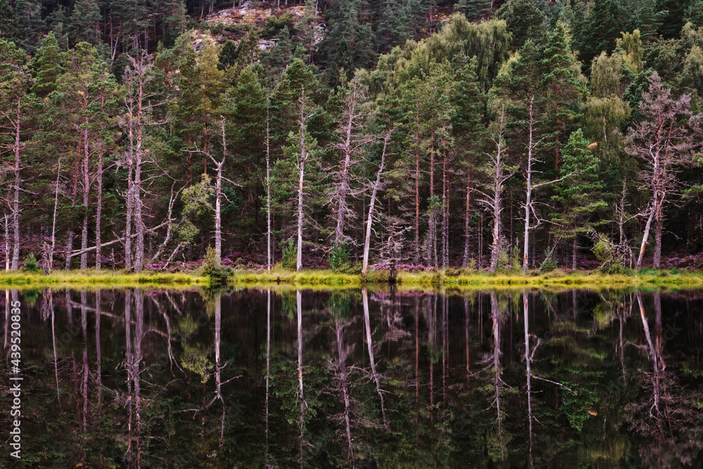 Reflections on the surface of Uath Lochans. Inshriach forest, Cairngorms, Scotland. Reflections on the surface of Uath Lochans. Inshriach forest, Cairngorms, Scotland.