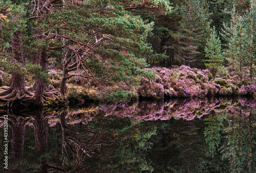 Reflections on the surface of Uath Lochans. Inshriach forest, Cairngorms, Scotland. photo