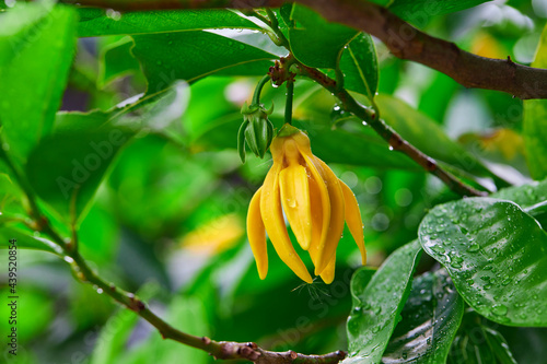close-up view of raindrops on Climbing Ylang-ylang flower © Anucha