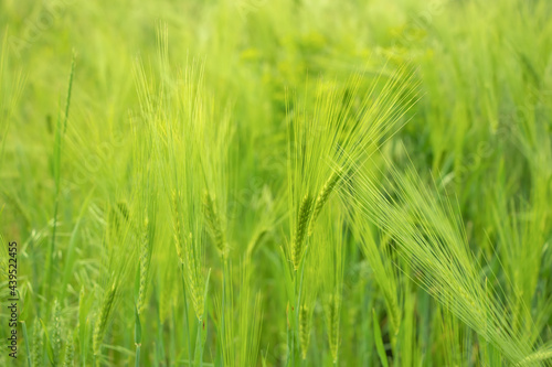 Green wheat in the field. Background