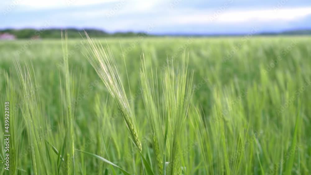 Green wheat spikes swaying in the wind against a blue cloudy sky in a wheat field, summer agricultural background Green wheat spikes swaying in the wind against a blue cloudy sky in a wheat field, summer agricultural background