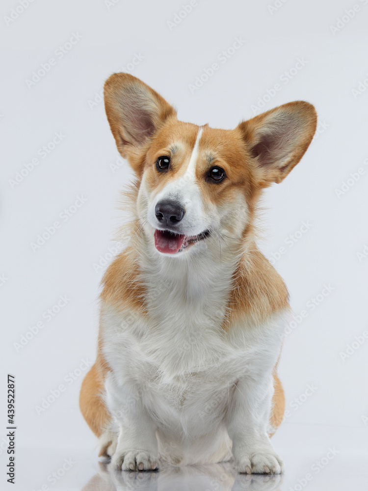 Portrait of a dog on a white background. Smiling Corgi. Pet in the studio For design Portrait of a dog on a white background. Smiling Corgi. Pet in the studio For design