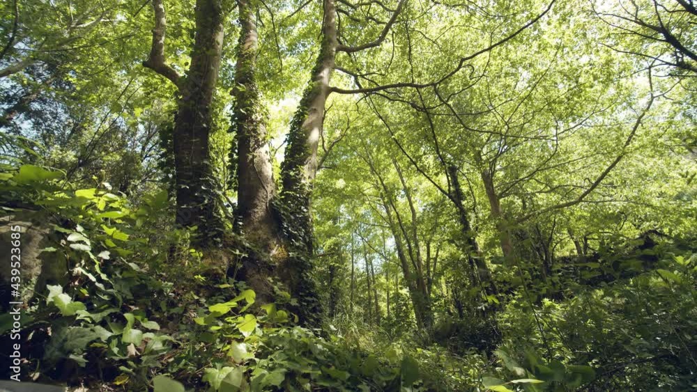 Trees in the Forest Trees in the Forest