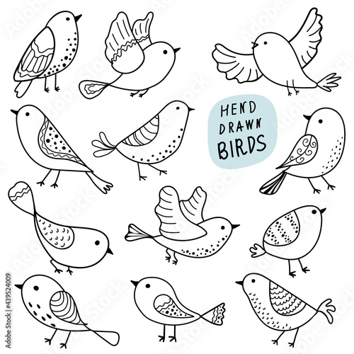 Collection of birds. Doodle. Black line on a white background. Vector illustration. Set.
