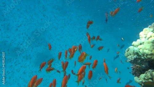 Sea Goldie. The most common antias in the Red Sea. Divers see him in huge flocks on the slopes of coral reefs. photo