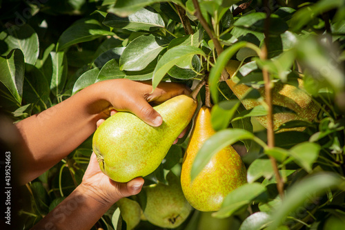 Hands holding pear