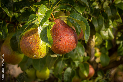 Red Pears in orchard