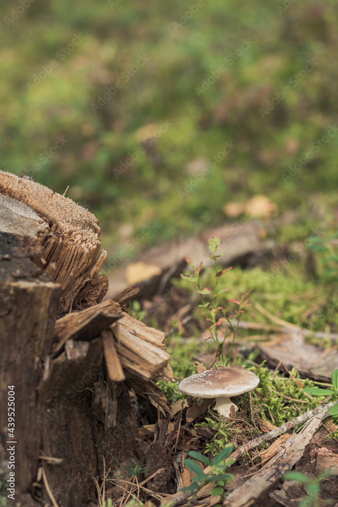 Dangerous mushroom - toadstool near an old tree stump in the forest Dangerous mushroom - toadstool near an old tree stump in the forest