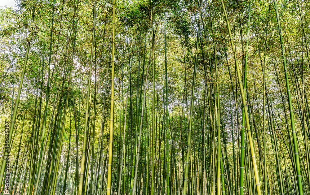 Chinese green bamboo grove growth in ornamental garden with natural green background