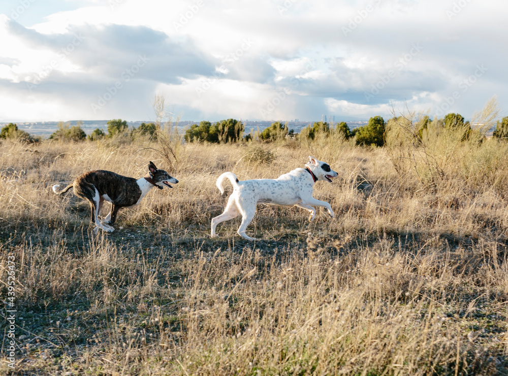 Two dogs running playfully on scrubland Two dogs running playfully on scrubland