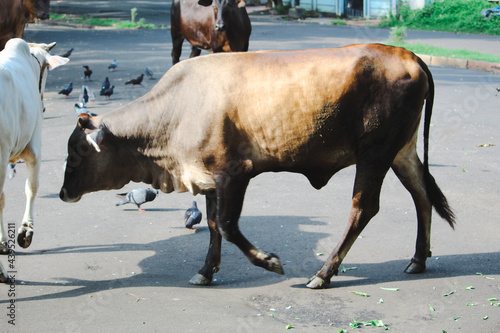 Wallpaper Mural cows in the snow Torontodigital.ca