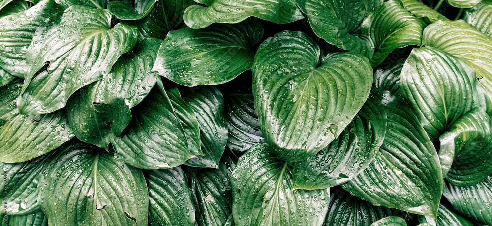 Background of green leaves of a lily flower. The texture of wet leaves in the rain. Background of green leaves of a lily flower. The texture of wet leaves in the rain.