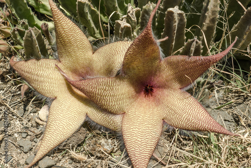 Stapelia gigantea is a species of flowering plant in the genus Stapelia of the family Apocynaceae. Zulu giant, carrion plant and toad plant. Kaena ponit trail, Oahu, Hawaii