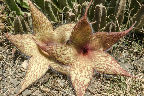 Stapelia gigantea is a species of flowering plant in the genus Stapelia of the family Apocynaceae. Zulu giant  carrion plant and toad plant. Kaena ponit trail  Oahu  Hawaii