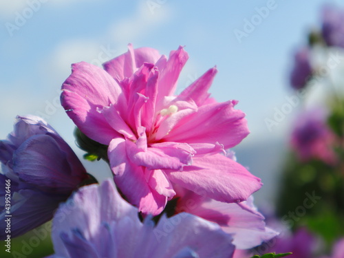 Fototapeta Naklejka Na Ścianę i Meble -  pink and purple flowers