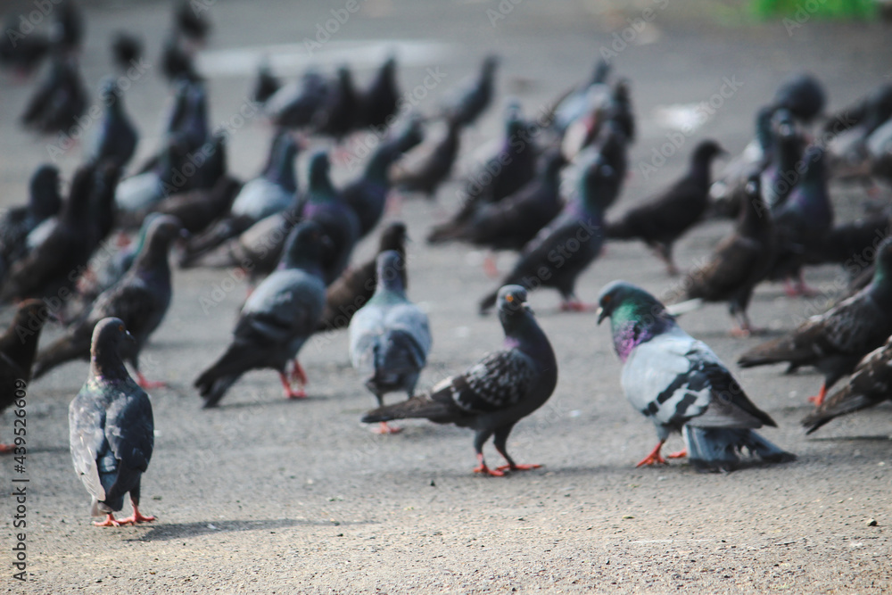 pigeons on the beach pigeons on the beach