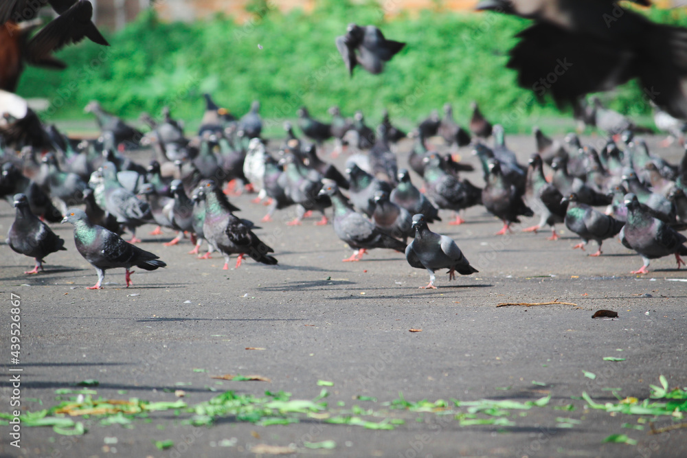 flock of pigeons flock of pigeons